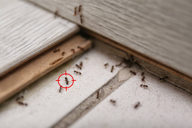 Best Flea Control Services  in Homosassa, FL